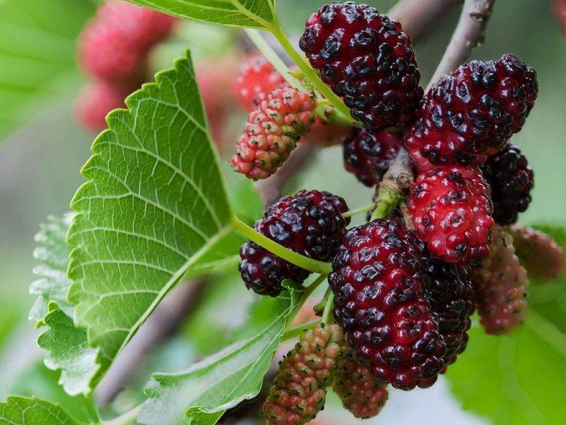 Шелковица купить саженцы из питомнике в Скадовске