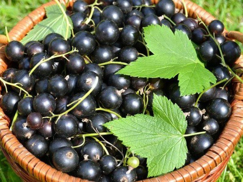 Смородина купить саженцы из питомника в Скадовске