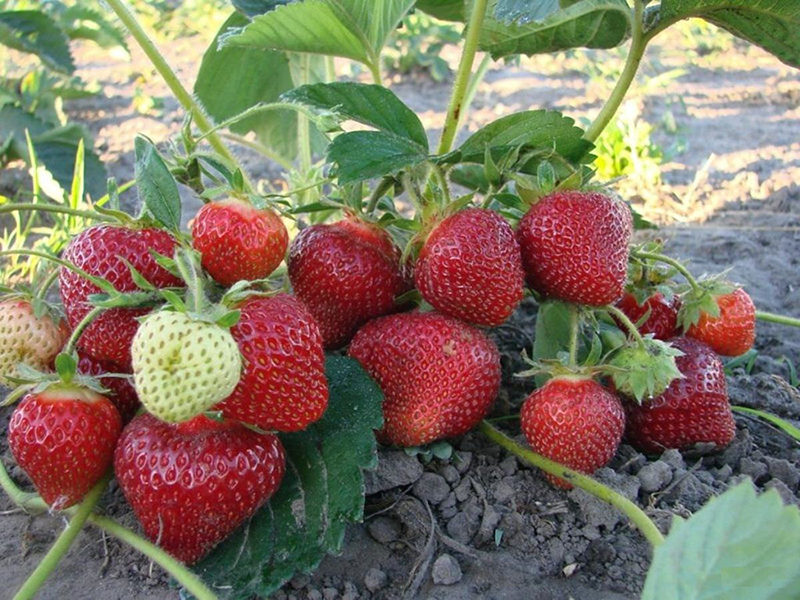 Клубника купить саженцы из питомника в Скадовске