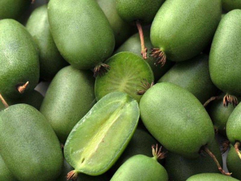 Актинидия купить саженцы из питомнике в Скадовске