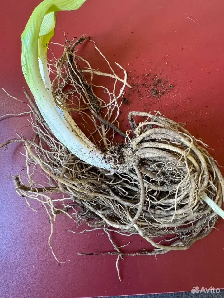 Хоста "ВАЙТ ФЕЗЕР"