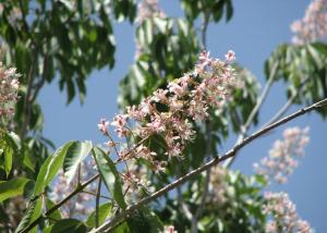 Каштан Индийский