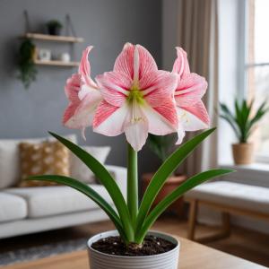 Амариллис Афродита комнатный
