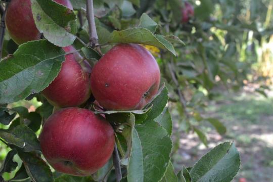 Яблоня колоновидная "ЕСЕНИЯ"
